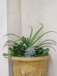 Potted succulent and spider plant arrangement in textured ceramic planter against white background
